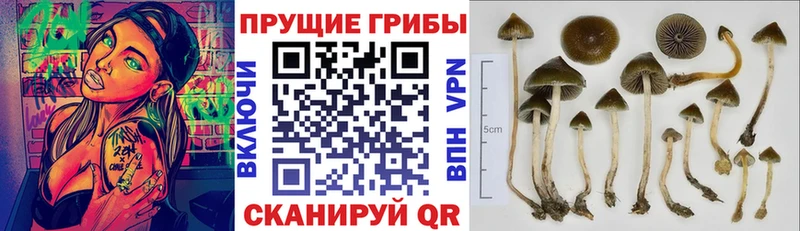 Псилоцибиновые грибы GOLDEN TEACHER  Лосино-Петровский 